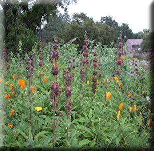 Santa Barbara Botanic Garden
